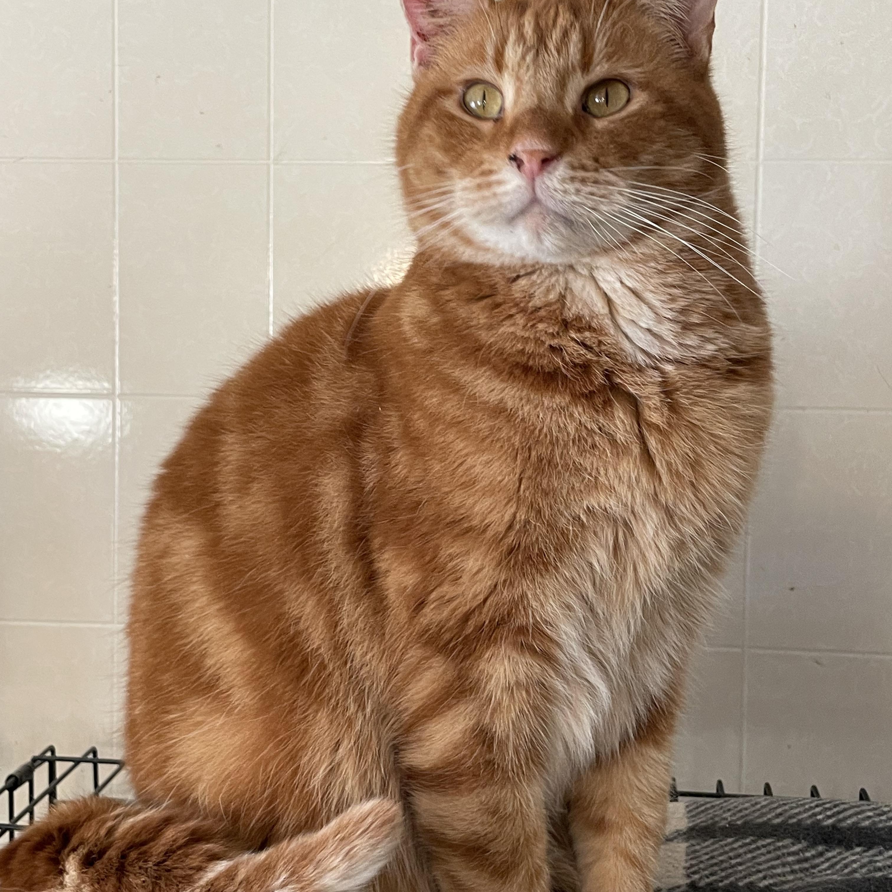 Enlarge Jayden, a Adoptable mixed breed in Lacon, IL image 6/6