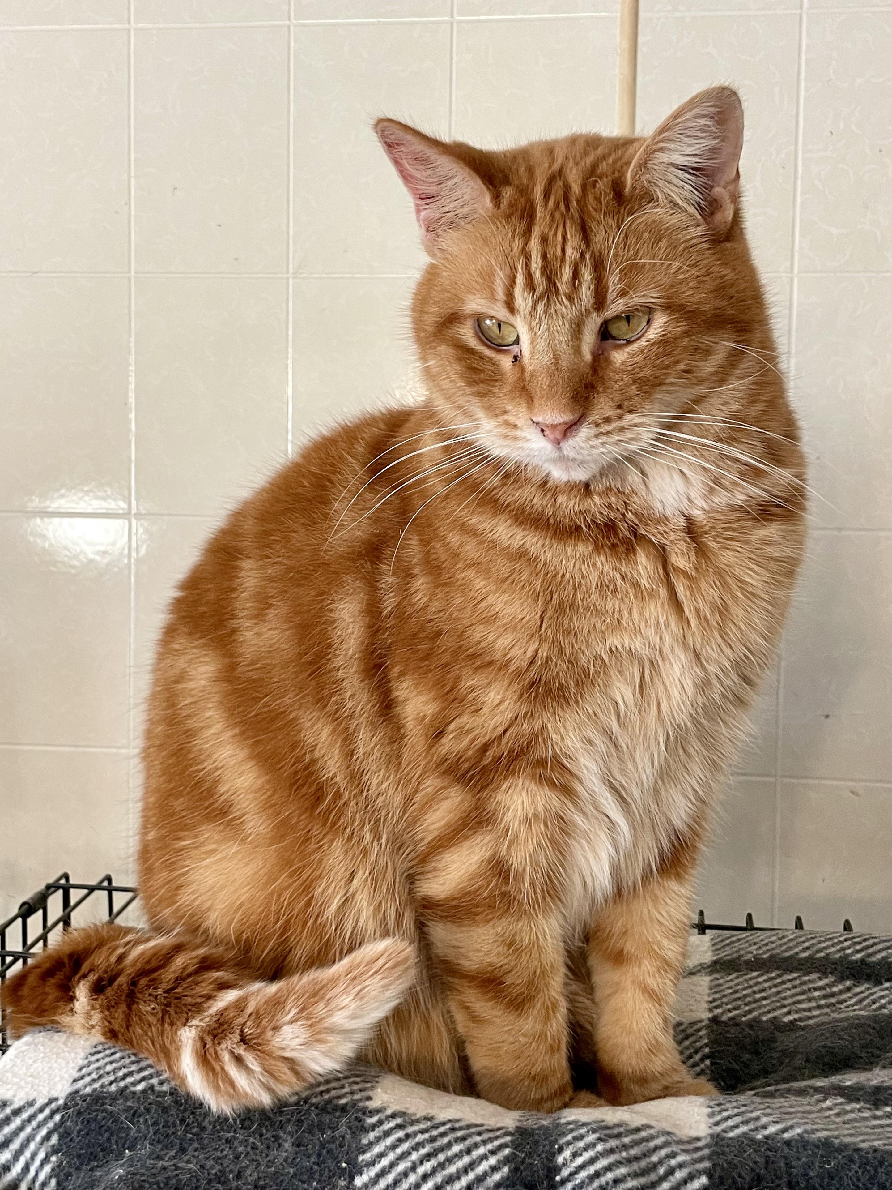 Jayden, Adoptable, Adult Male Tabby & Domestic Short Hair.
