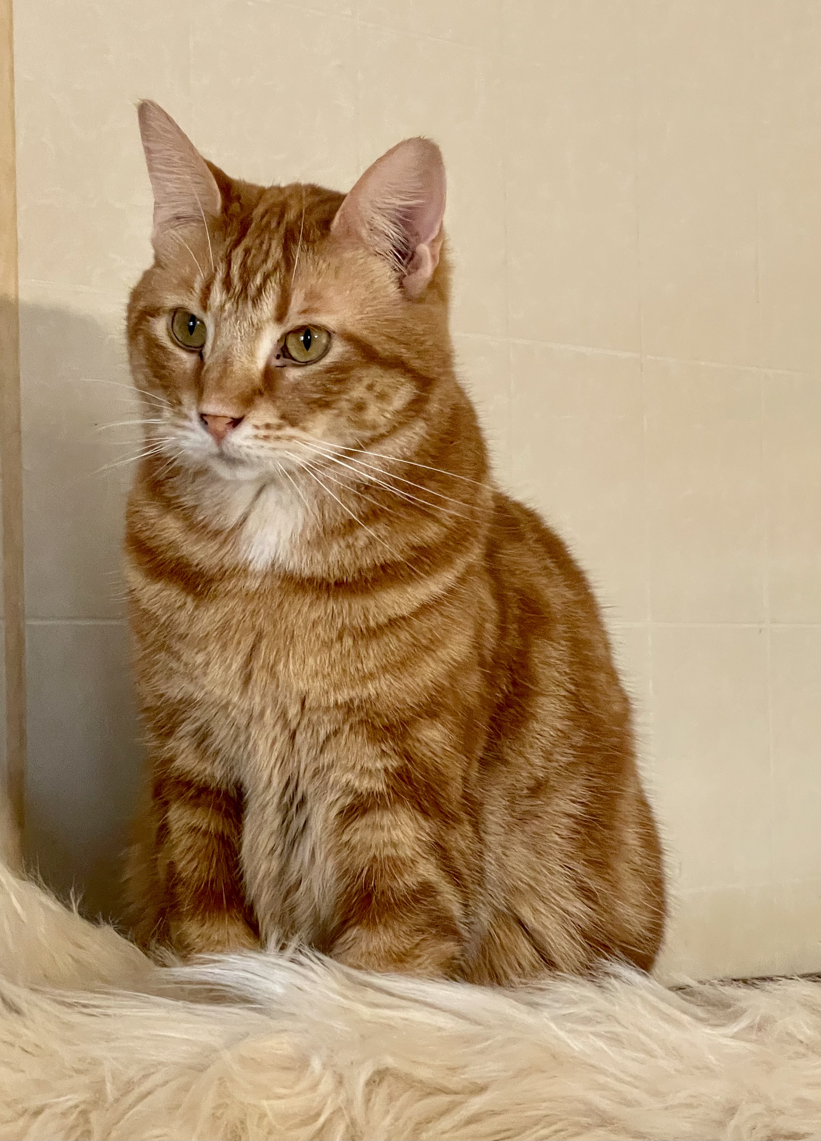 Jaden, Adoptable, Adult Male Tabby & Domestic Short Hair.