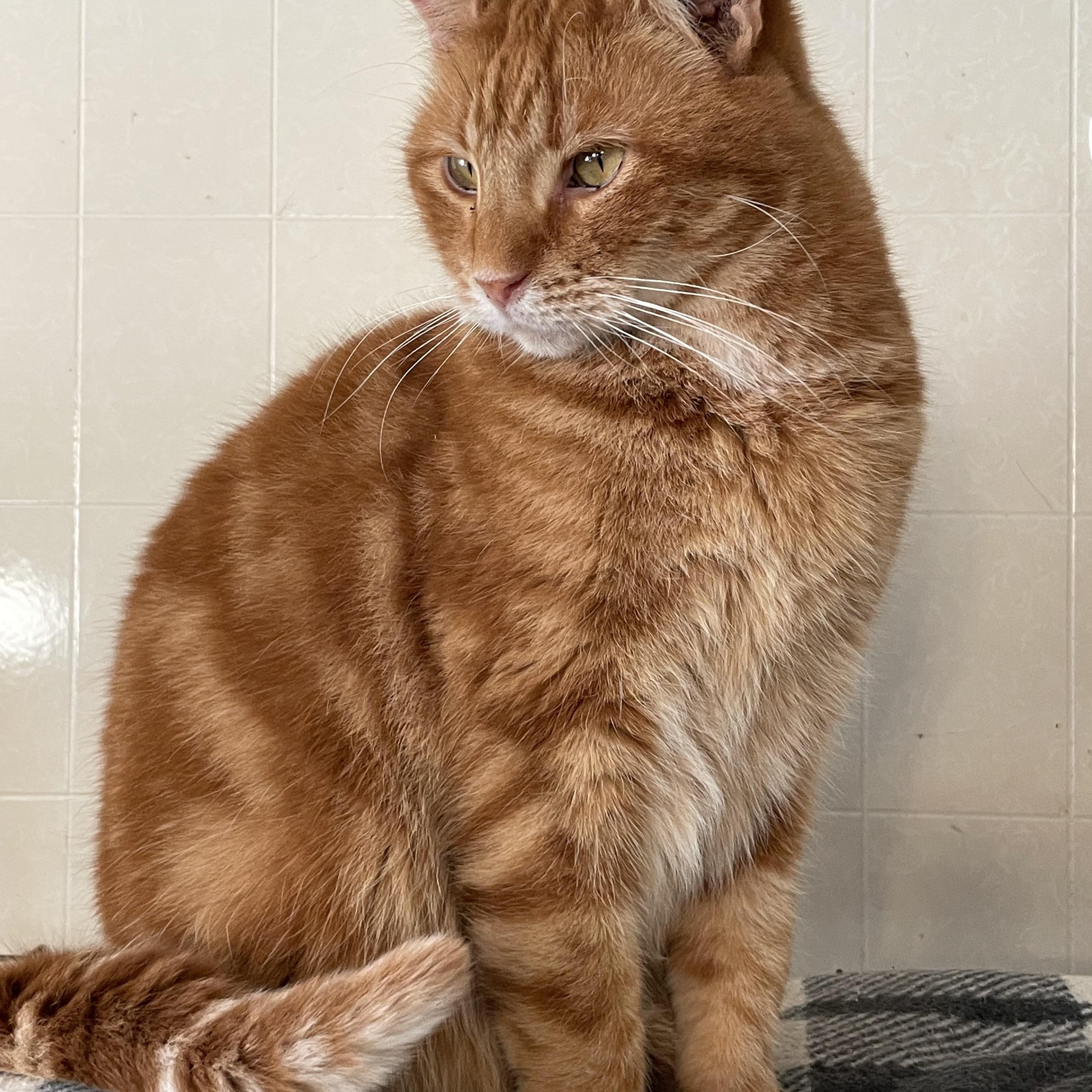 Enlarge Jayden, a Adoptable mixed breed in Lacon, IL image 5/6