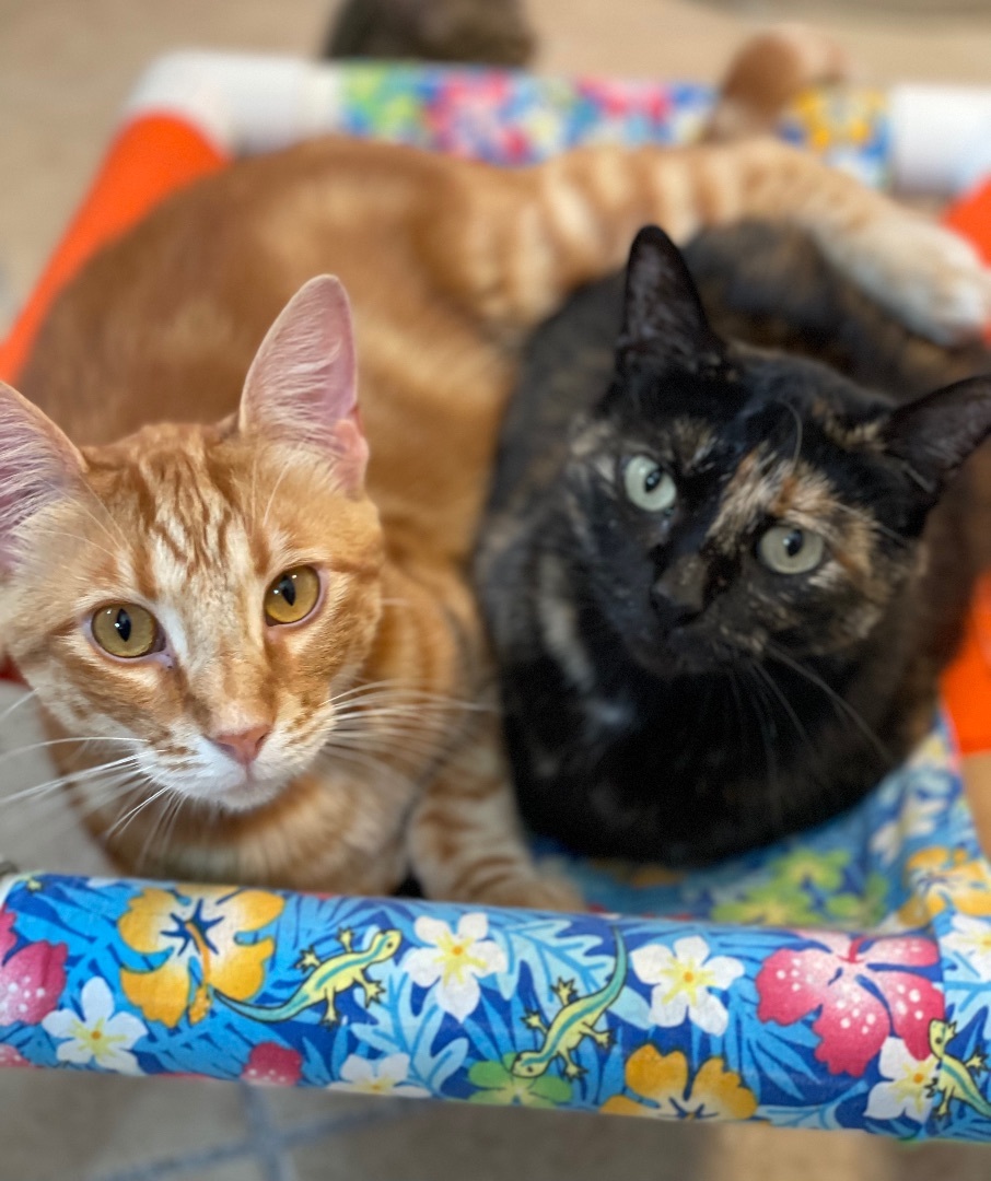 Enlarge Jaden, a Adoptable mixed breed in Lacon, IL image 8/10