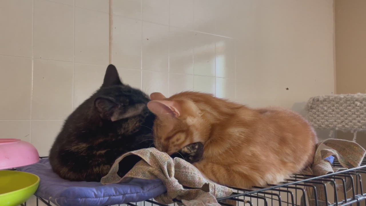 Enlarge Jaden, a Adoptable mixed breed in Lacon, IL video 10/10