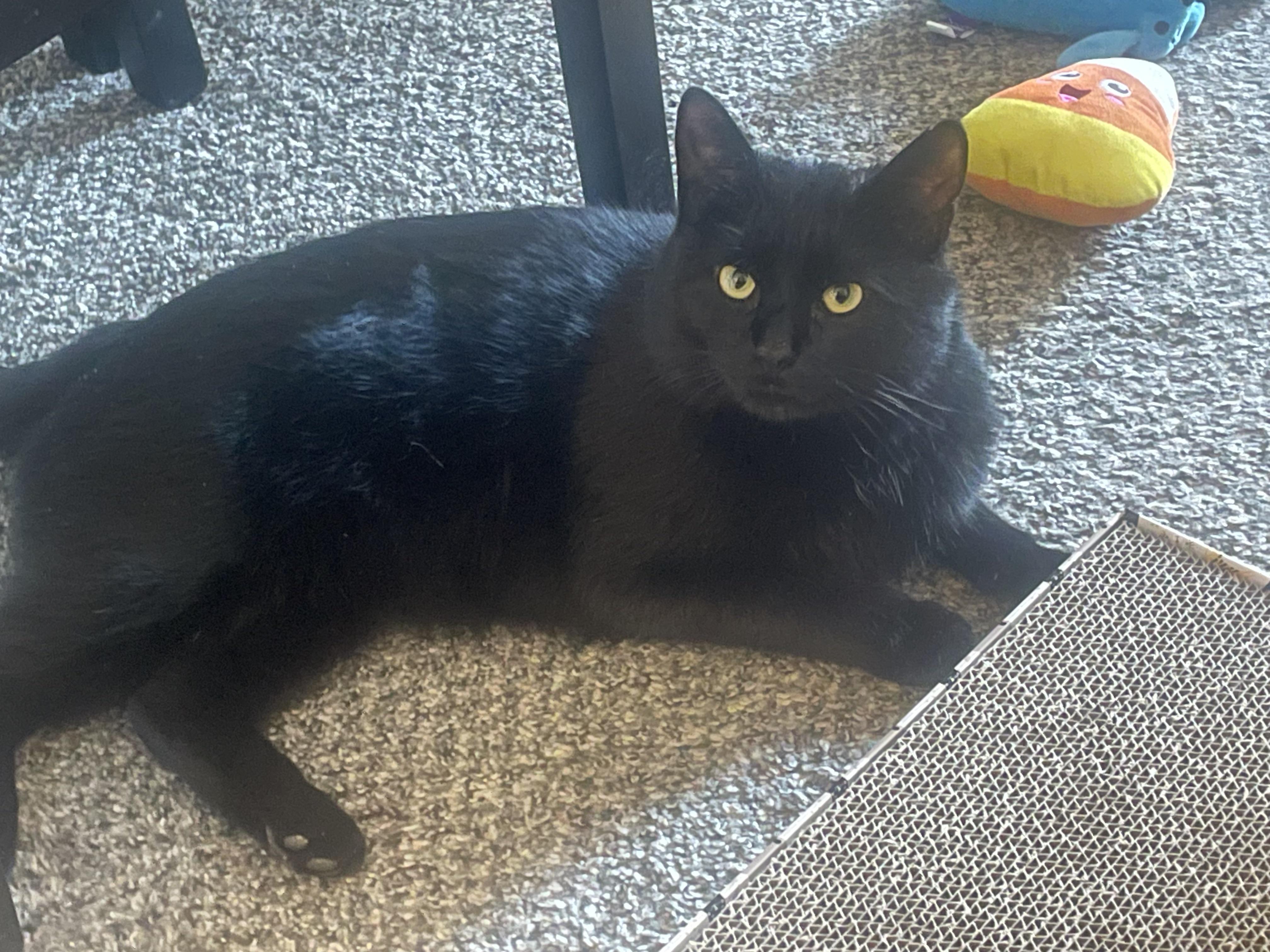 Enlarge Baxter (good with cats & dogs), a ADOPTABLE mixed breed in Middletown, CT image 2/4