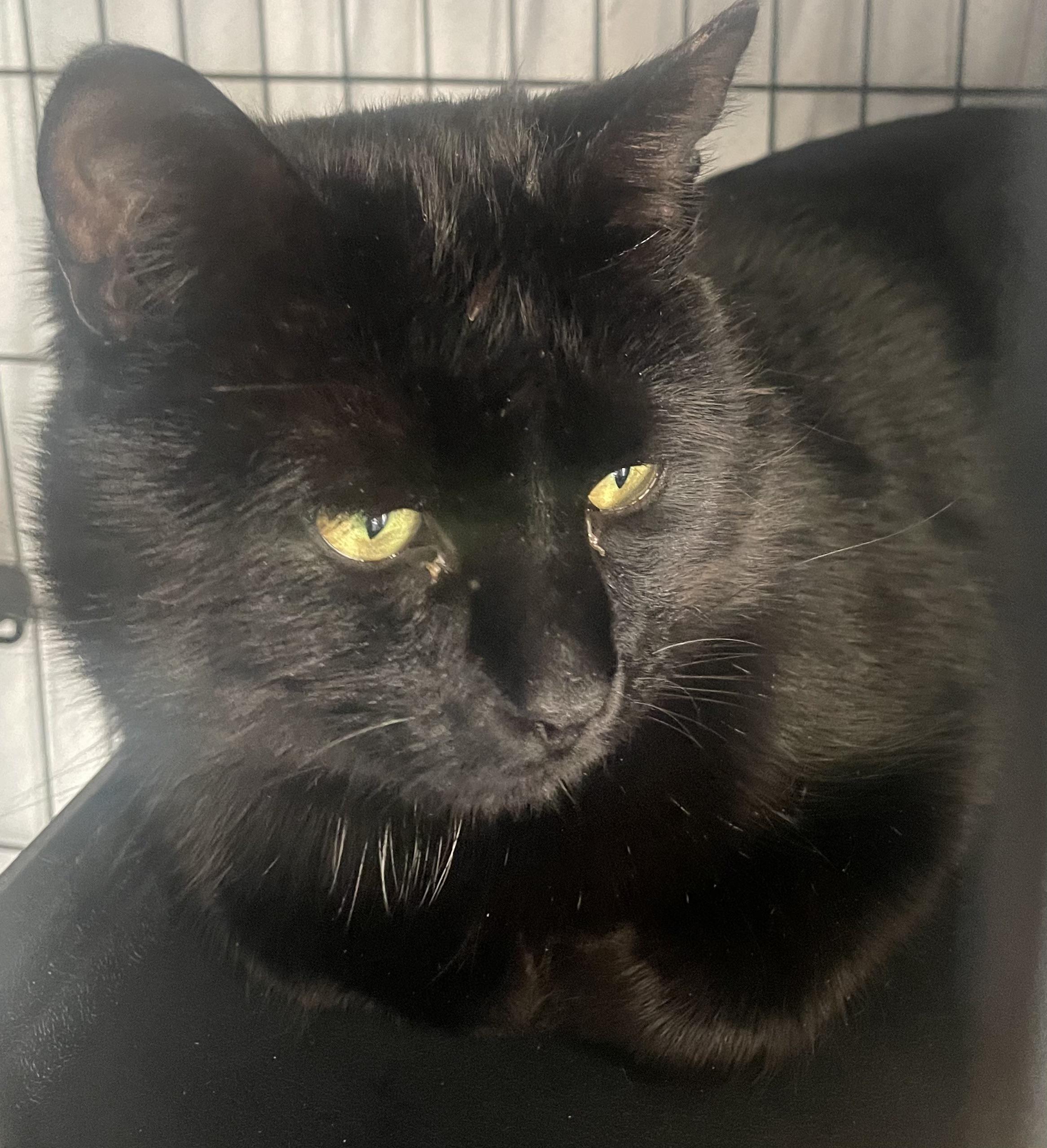 Enlarge Baxter (good with cats & dogs), a ADOPTABLE mixed breed in Middletown, CT image 4/4