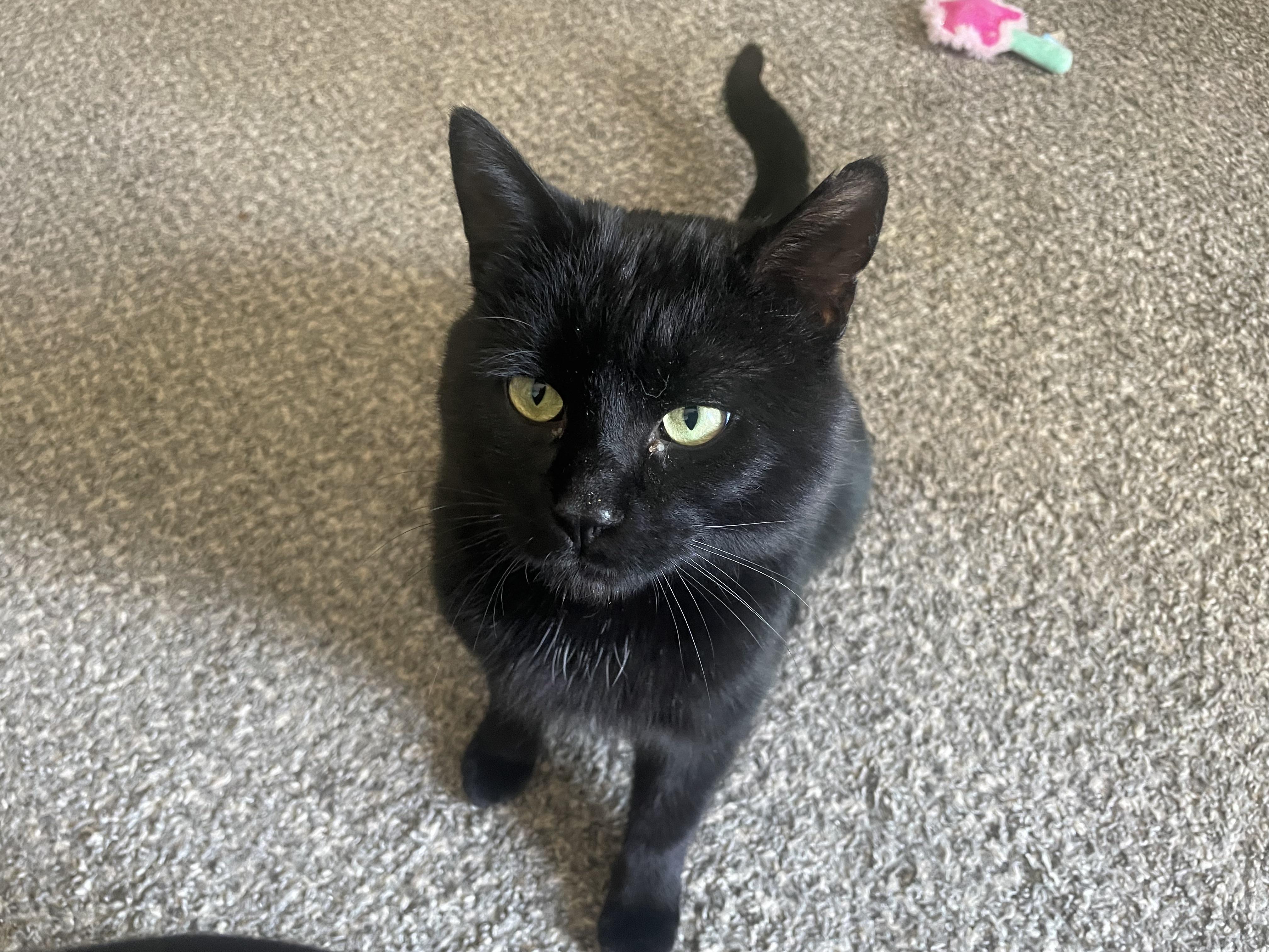 Enlarge Baxter (good with cats & dogs), a ADOPTABLE mixed breed in Middletown, CT image 3/4