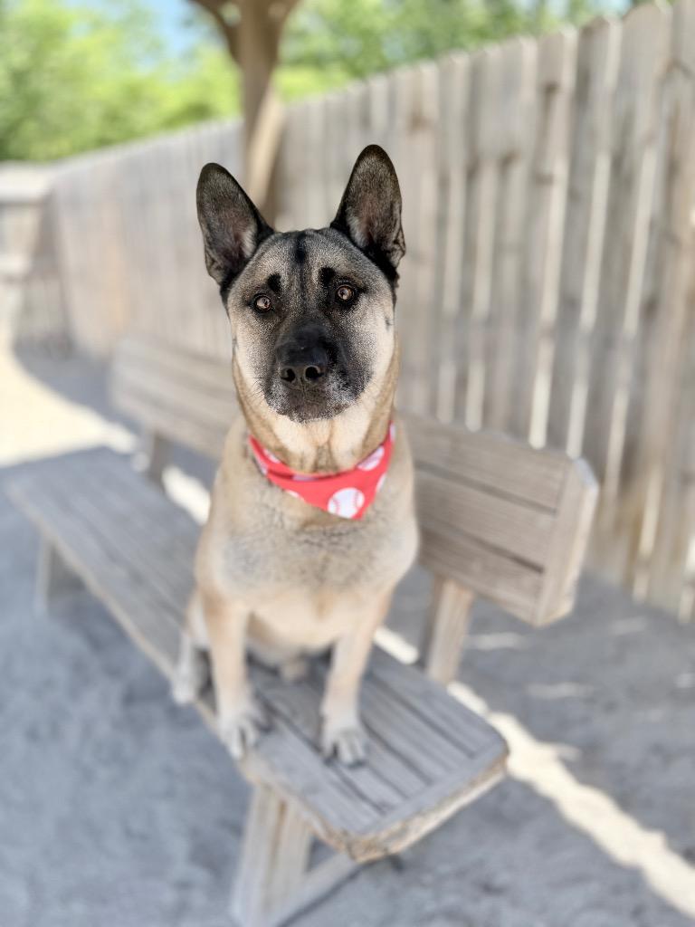 Taka, Adoptable, Young Male Akita & Mixed Breed.