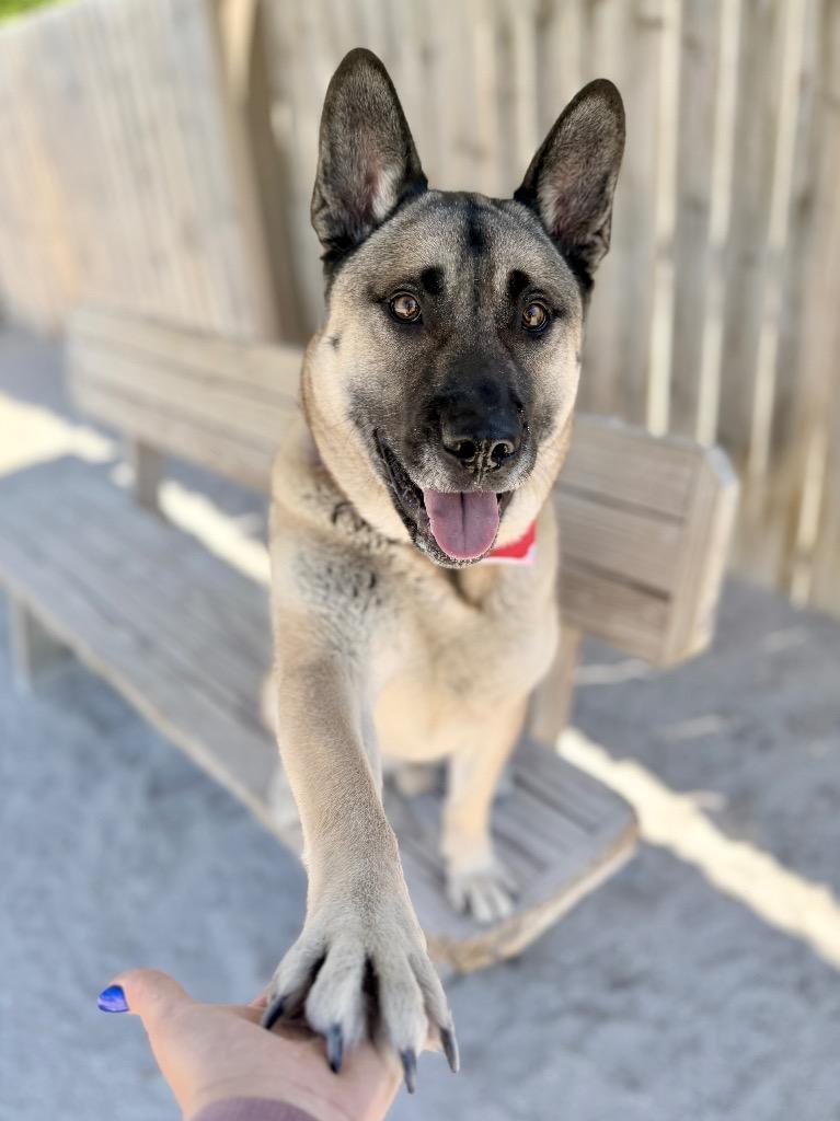 Taka, a Adoptable mixed breed in Muskegon, MI image 2/3
