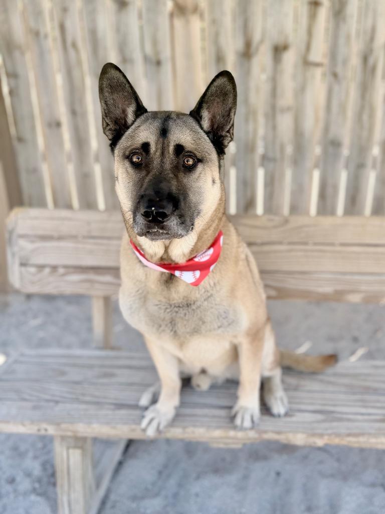 Taka, a Adoptable mixed breed in Muskegon, MI image 3/3
