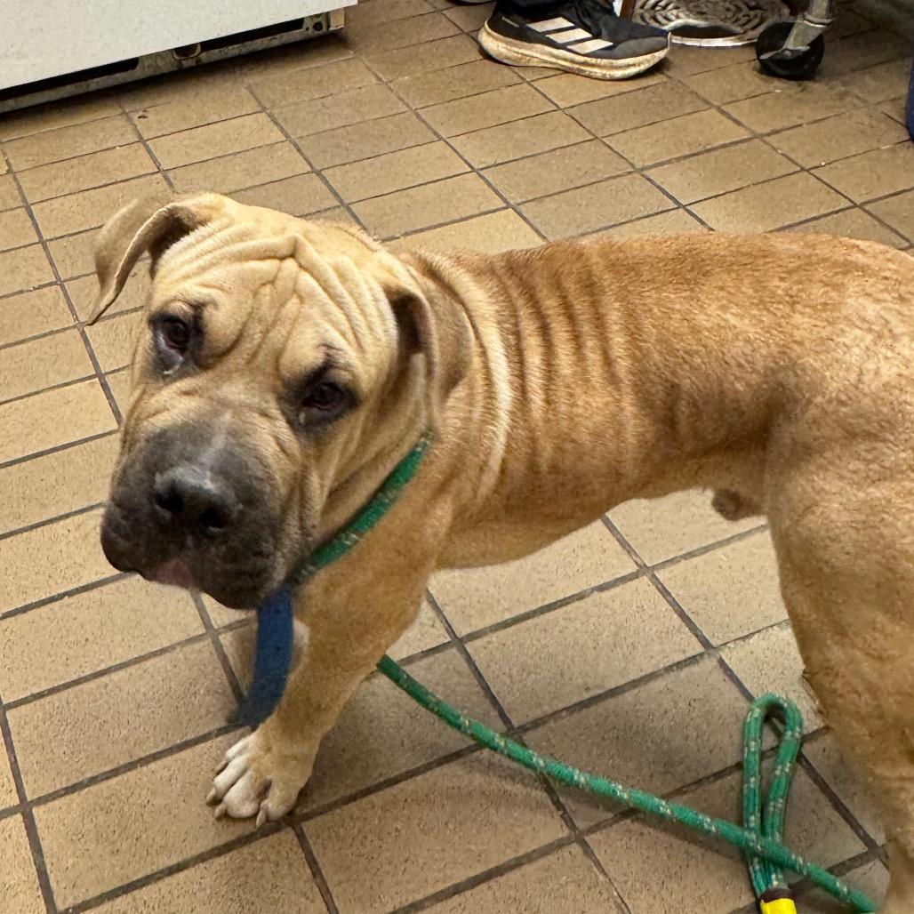 Loaf, Adoptable, Young Male Shar-Pei & Mixed Breed.