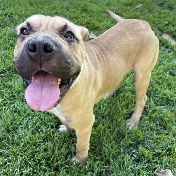 Enlarge Loaf, a Adoptable mixed breed in Birmingham, AL image 2/3