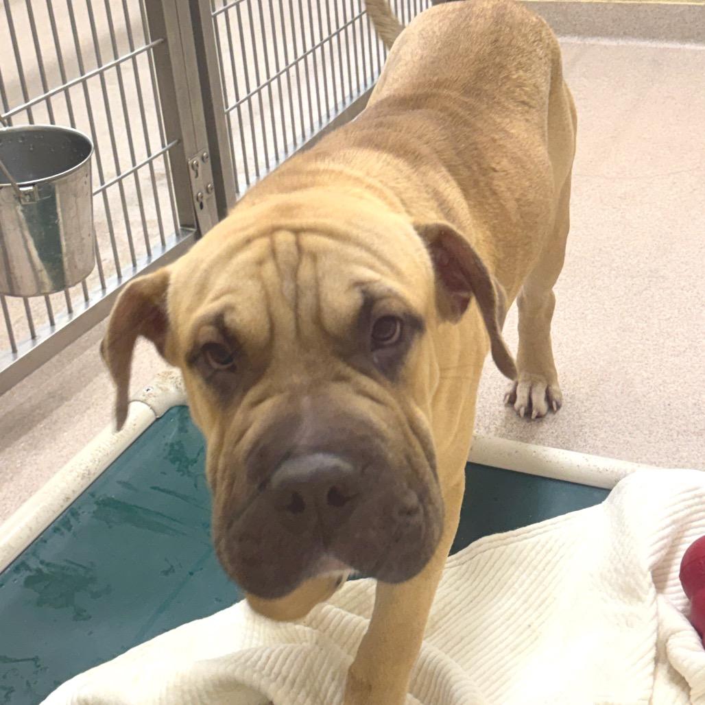 Enlarge Loaf, a Adoptable mixed breed in Birmingham, AL image 3/3