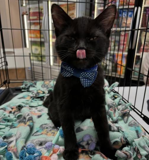 Enlarge Blue, a Adopted mixed breed in Omaha, NE image 3/3