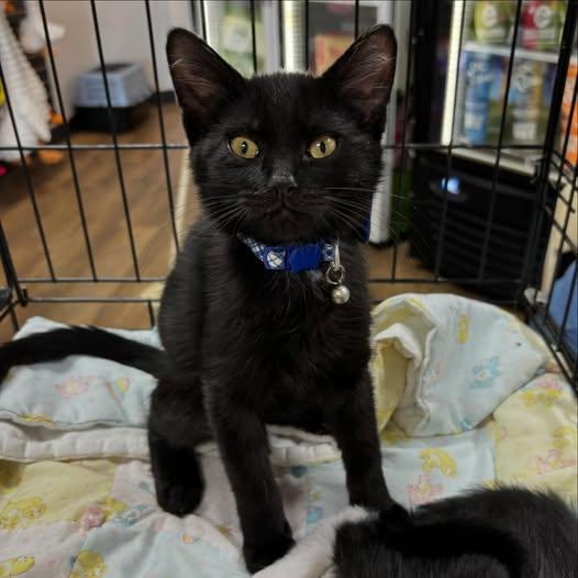 Enlarge Blue, a Adopted mixed breed in Omaha, NE image 1/3