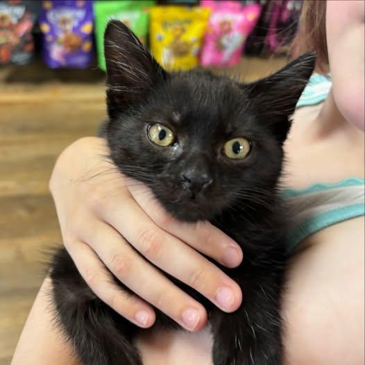 Enlarge Blue, a Adopted mixed breed in Omaha, NE image 2/3