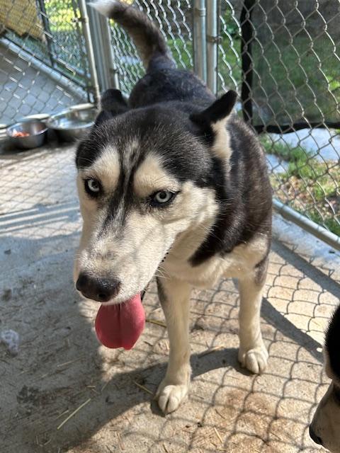 Enlarge Maya, a Adoptable Siberian Husky in Deer Park, WA image 1/4