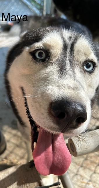 Maya, an adoptable Siberian Husky in Deer Park, WA, 99006 | Photo Image 2