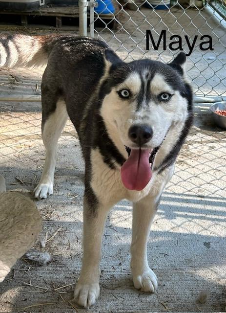 Enlarge Maya, a Adoptable Siberian Husky in Deer Park, WA image 3/4