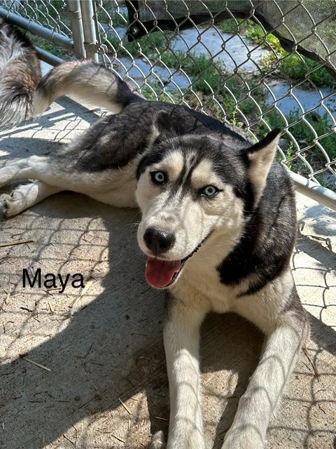 Maya, an adoptable Siberian Husky in Deer Park, WA, 99006 | Photo Image 3