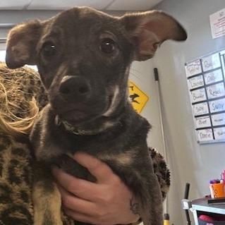 Mouse, Adoptable, Puppy Female Terrier.