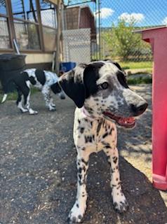 Little Brother, a Adopted mixed breed in North Canton, OH image 1/4