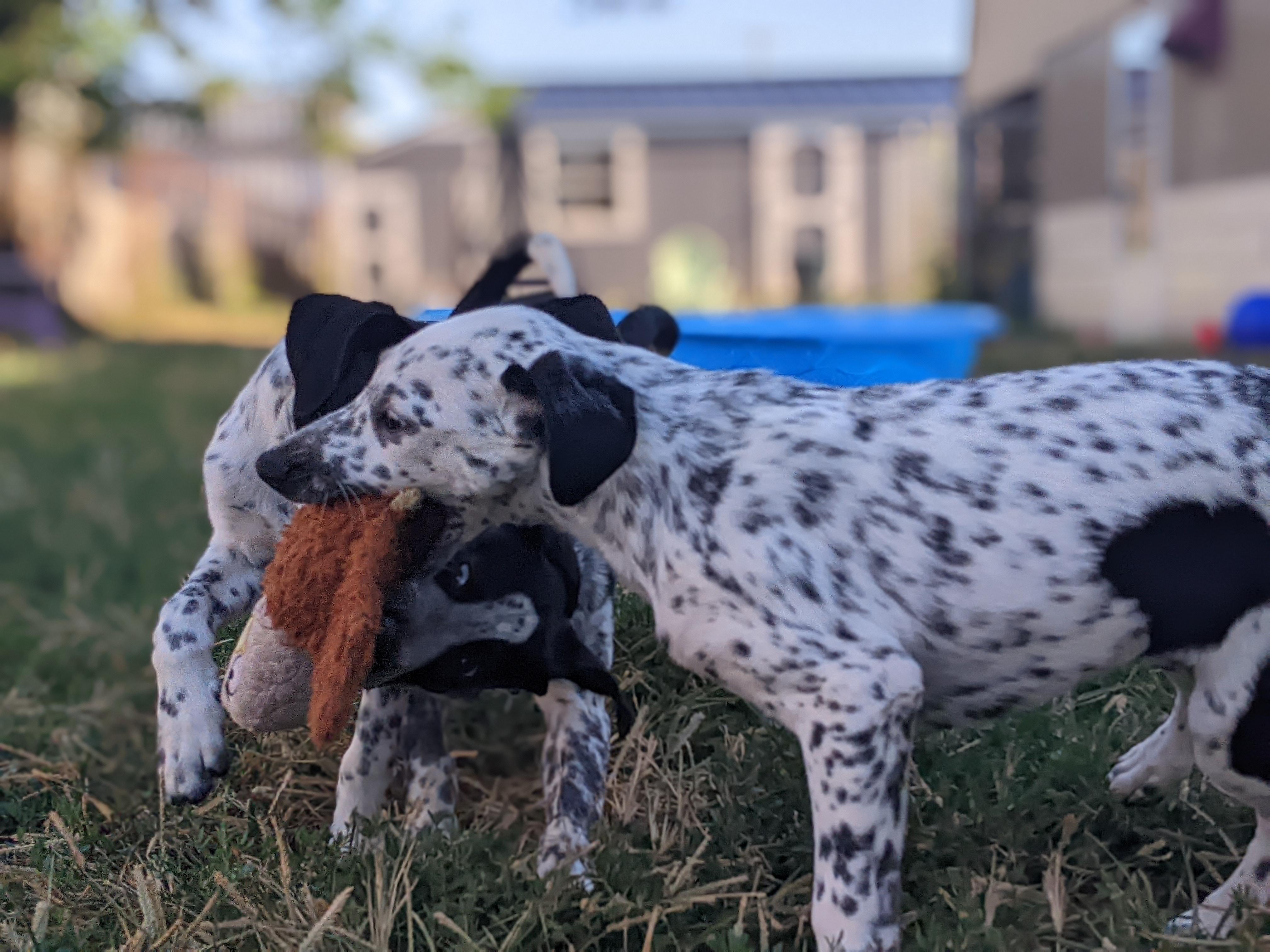 Little Brother, a Adopted mixed breed in North Canton, OH image 3/4