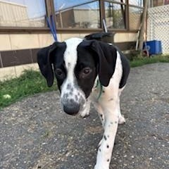 Little Brother, a Adopted mixed breed in North Canton, OH image 4/4