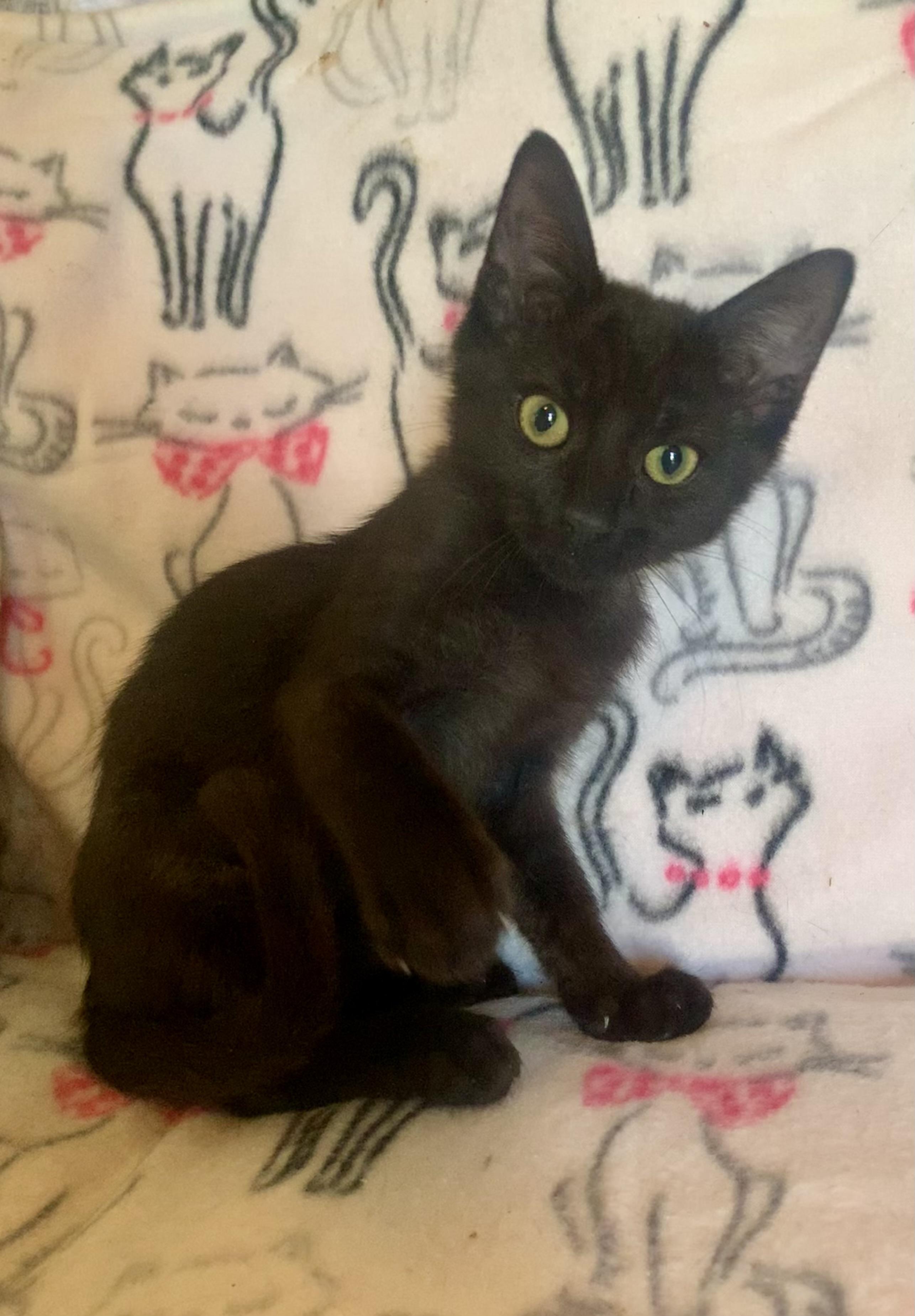 Storm, ADOPTABLE, Kitten Male Domestic Short Hair.