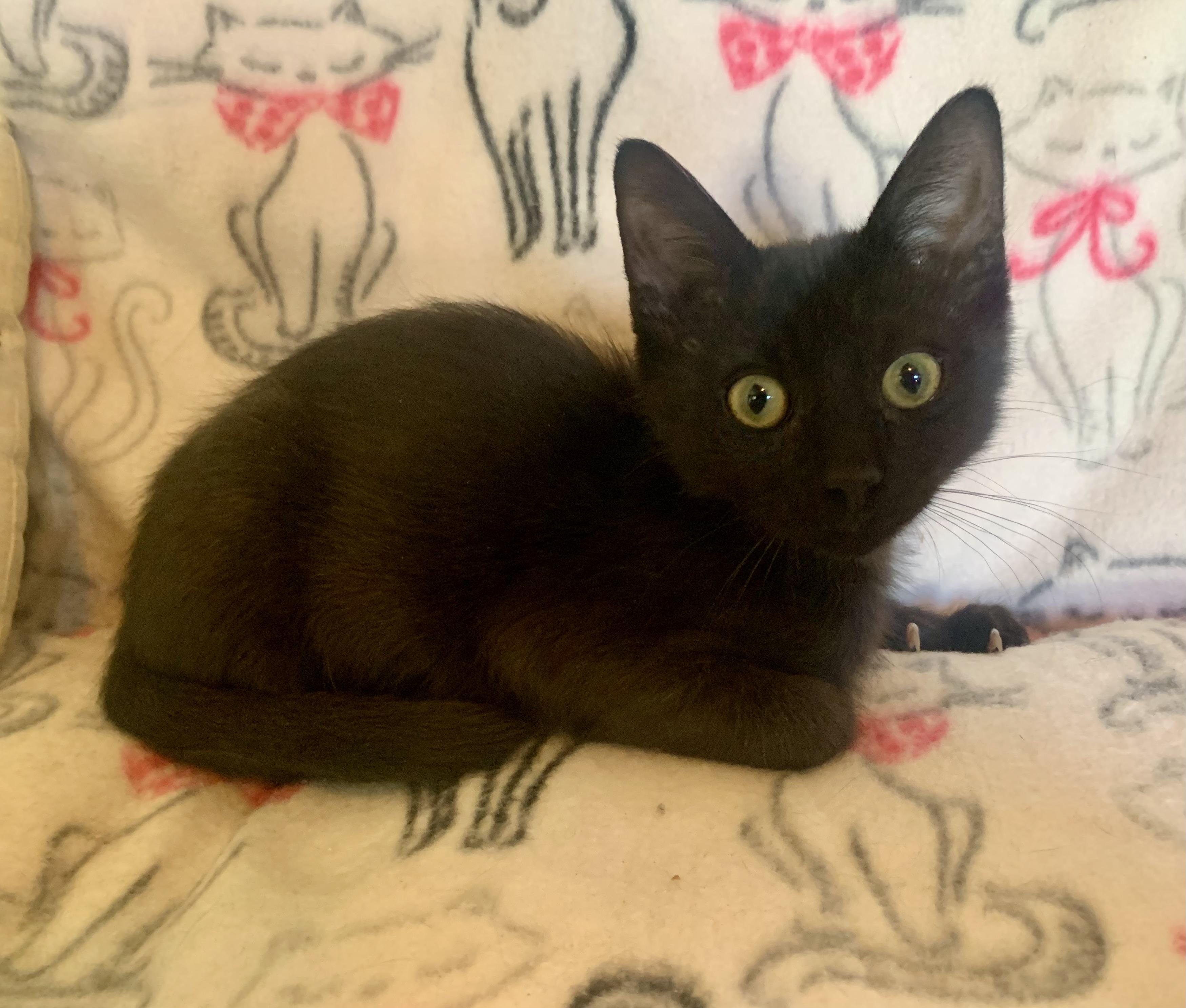 Storm, a ADOPTABLE mixed breed in San Jose, CA image 2/2