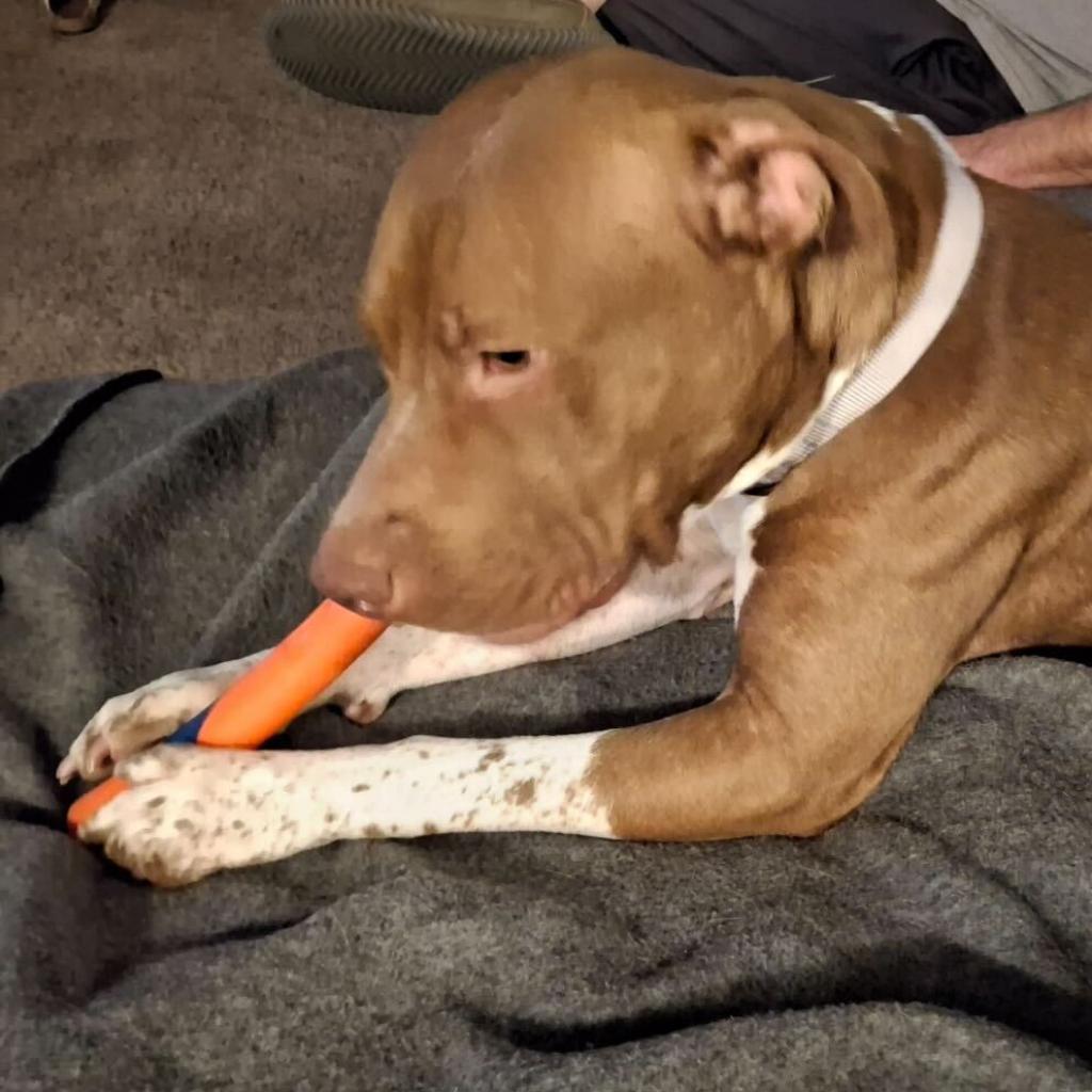 Miss Piggy, Adoptable, Adult Female Pit Bull Terrier.