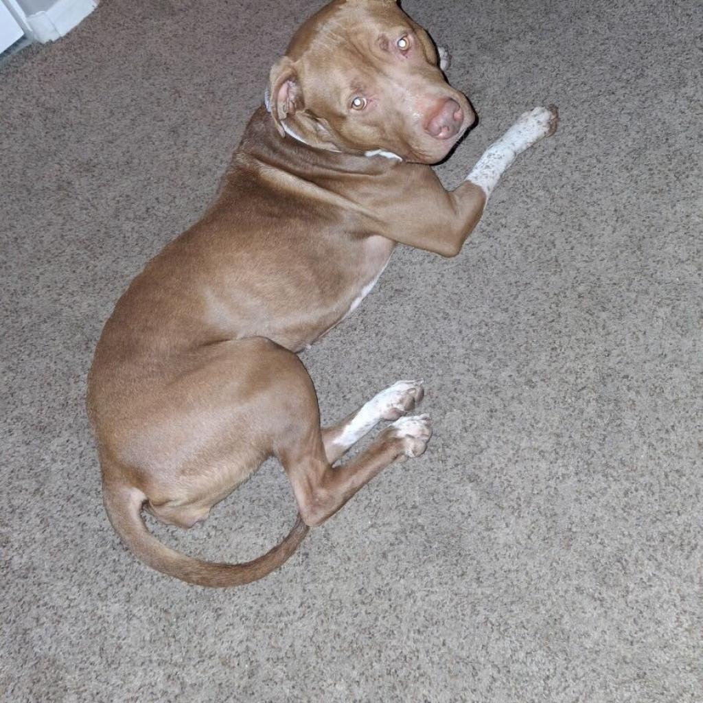 Miss Piggy, a Adoptable Pit Bull Terrier in Apache Junction, AZ image 1/6