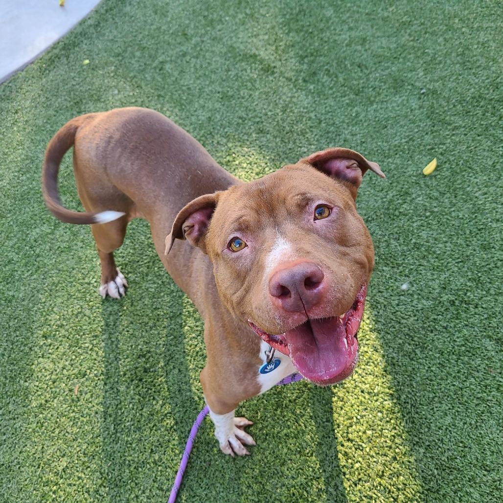 Miss Piggy, a Adoptable Pit Bull Terrier in Apache Junction, AZ image 3/6