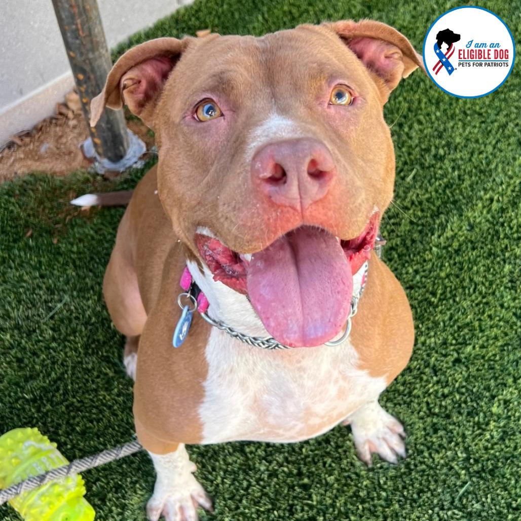 Miss Piggy, a Adoptable Pit Bull Terrier in Apache Junction, AZ image 4/6