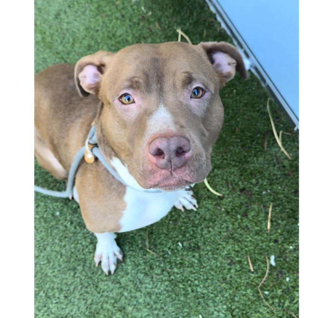 Miss Piggy, a Adoptable Pit Bull Terrier in Apache Junction, AZ image 5/6