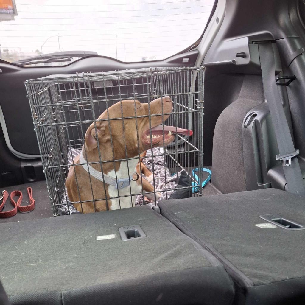 Miss Piggy, a Adoptable Pit Bull Terrier in Apache Junction, AZ image 5/6