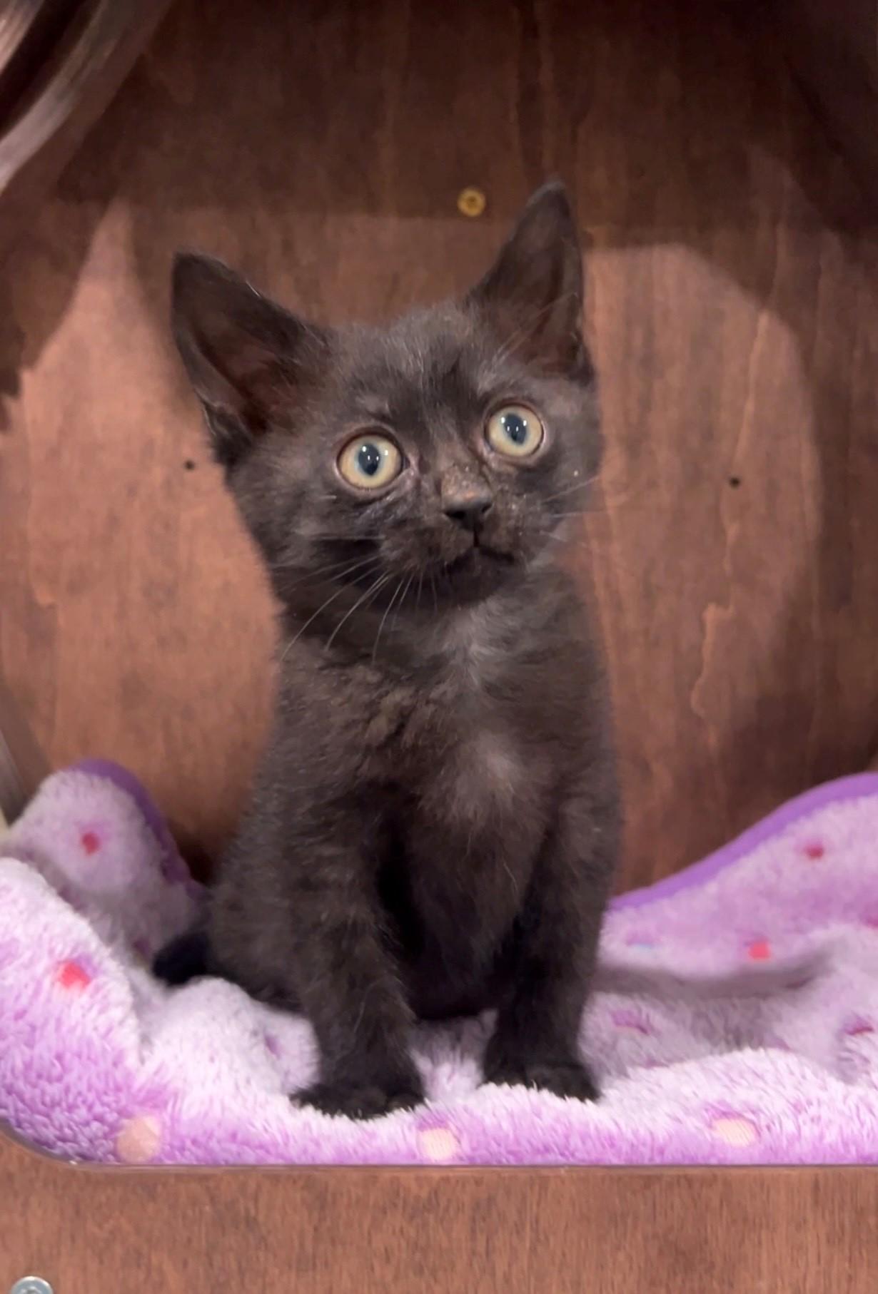 Onyx, a Adoptable Domestic Short Hair in Nashville, TN image 1/6