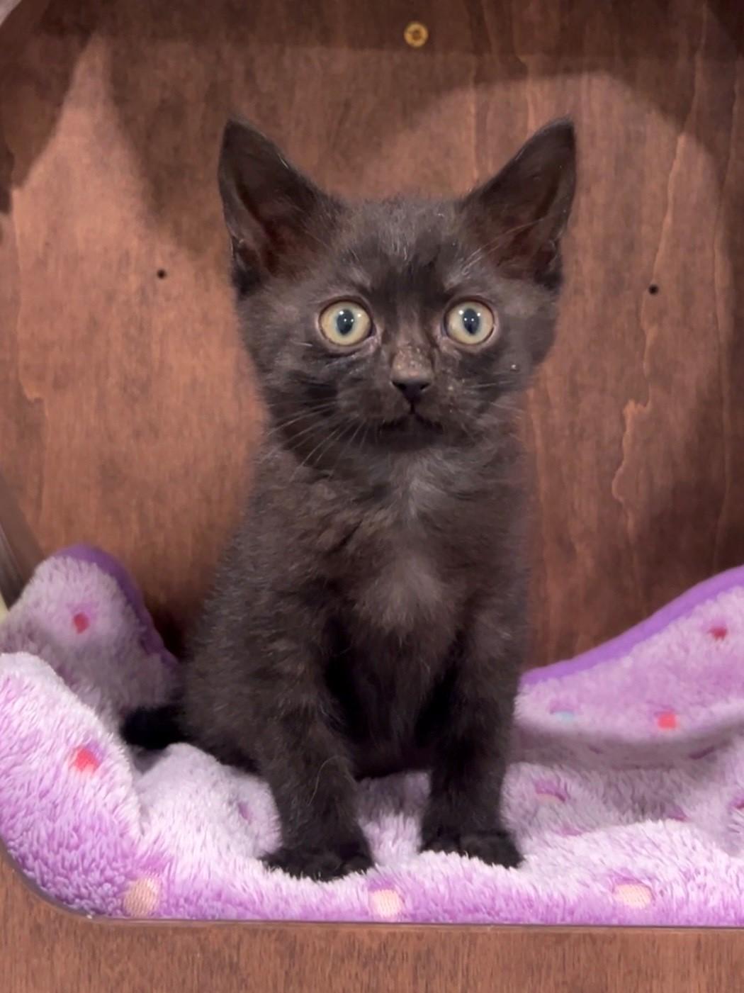 Onyx, a Adoptable Domestic Short Hair in Nashville, TN image 3/6