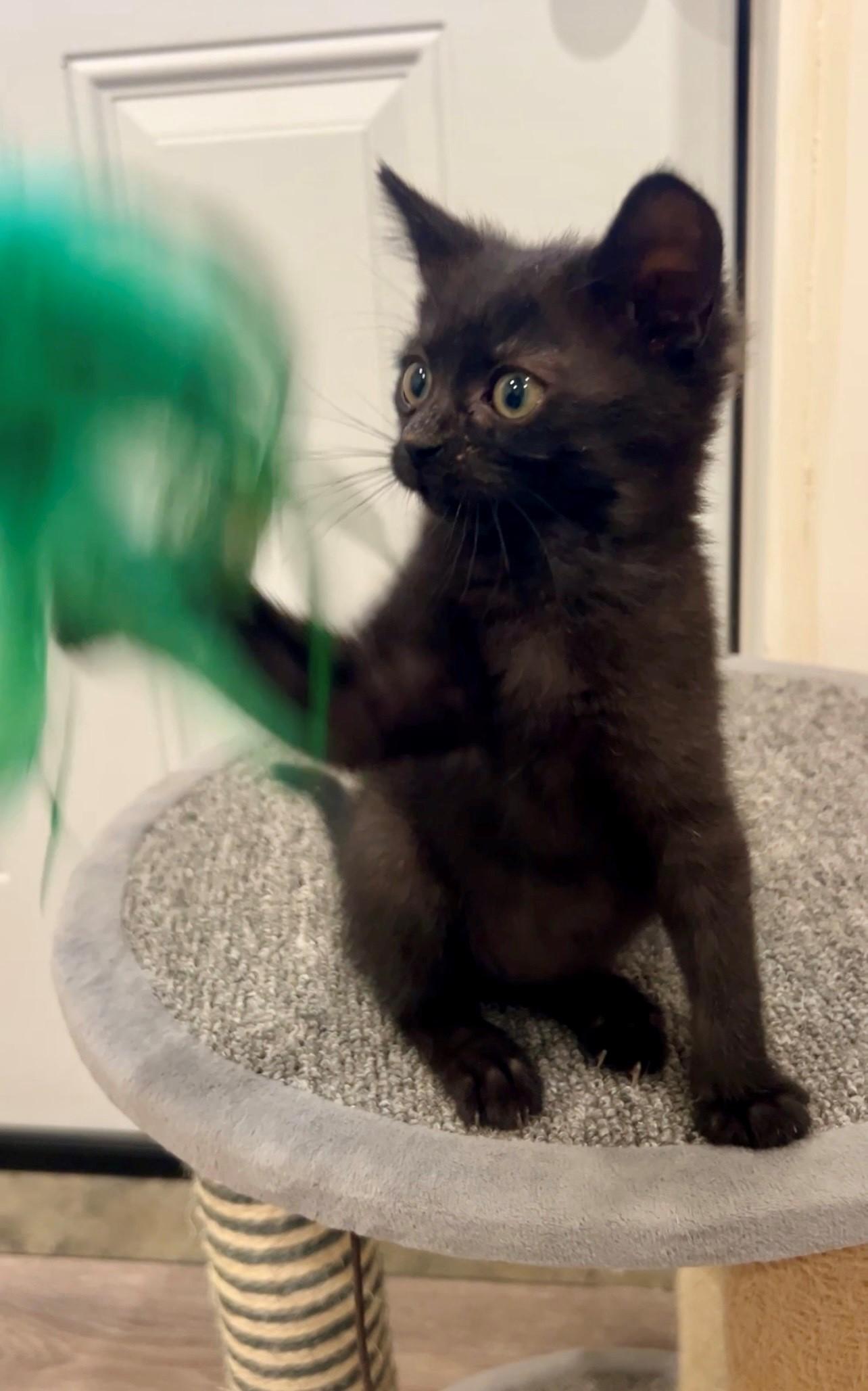 Onyx, a Adoptable Domestic Short Hair in Nashville, TN image 5/6