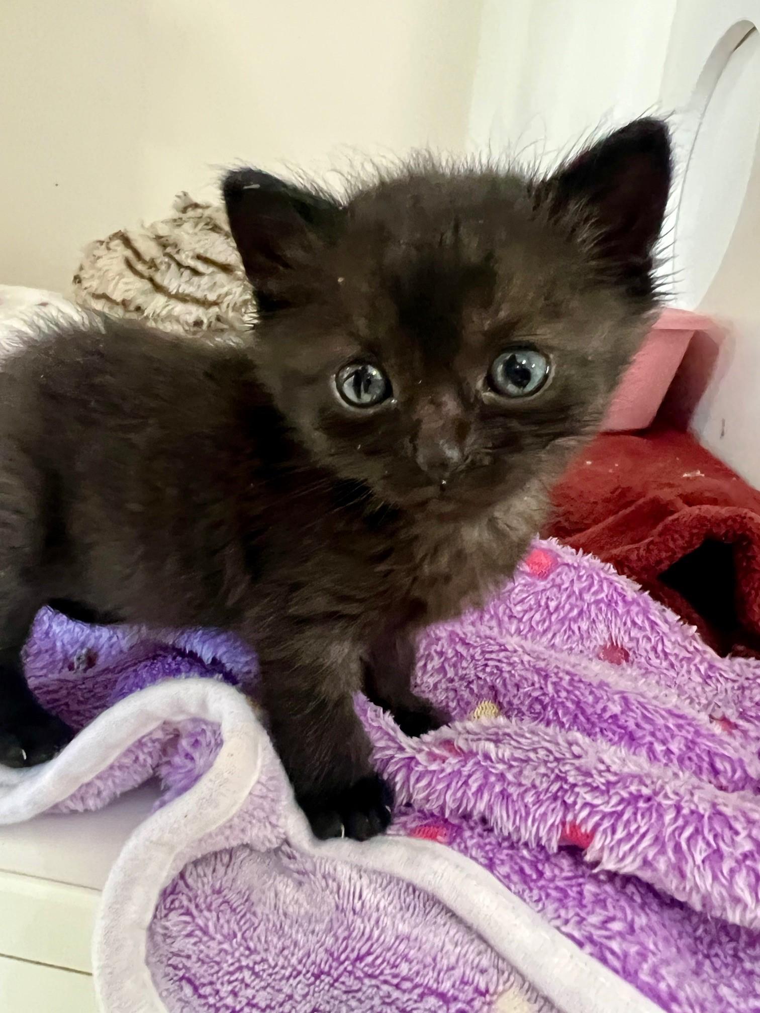 Onyx, a Adoptable Domestic Short Hair in Nashville, TN image 6/6