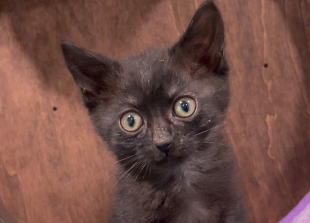 Onyx, a Adoptable Domestic Short Hair in Nashville, TN image 4/6