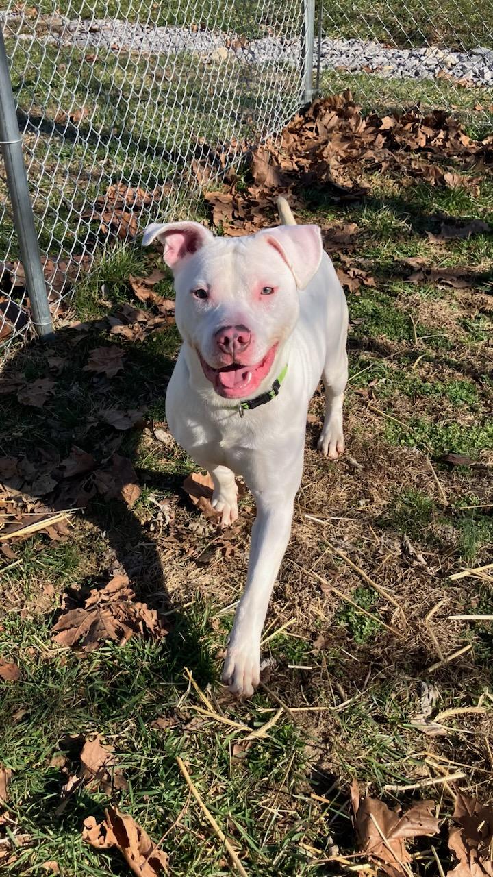 Enlarge Lucky, a Adoptable mixed breed in Sulphur, KY image 2/6