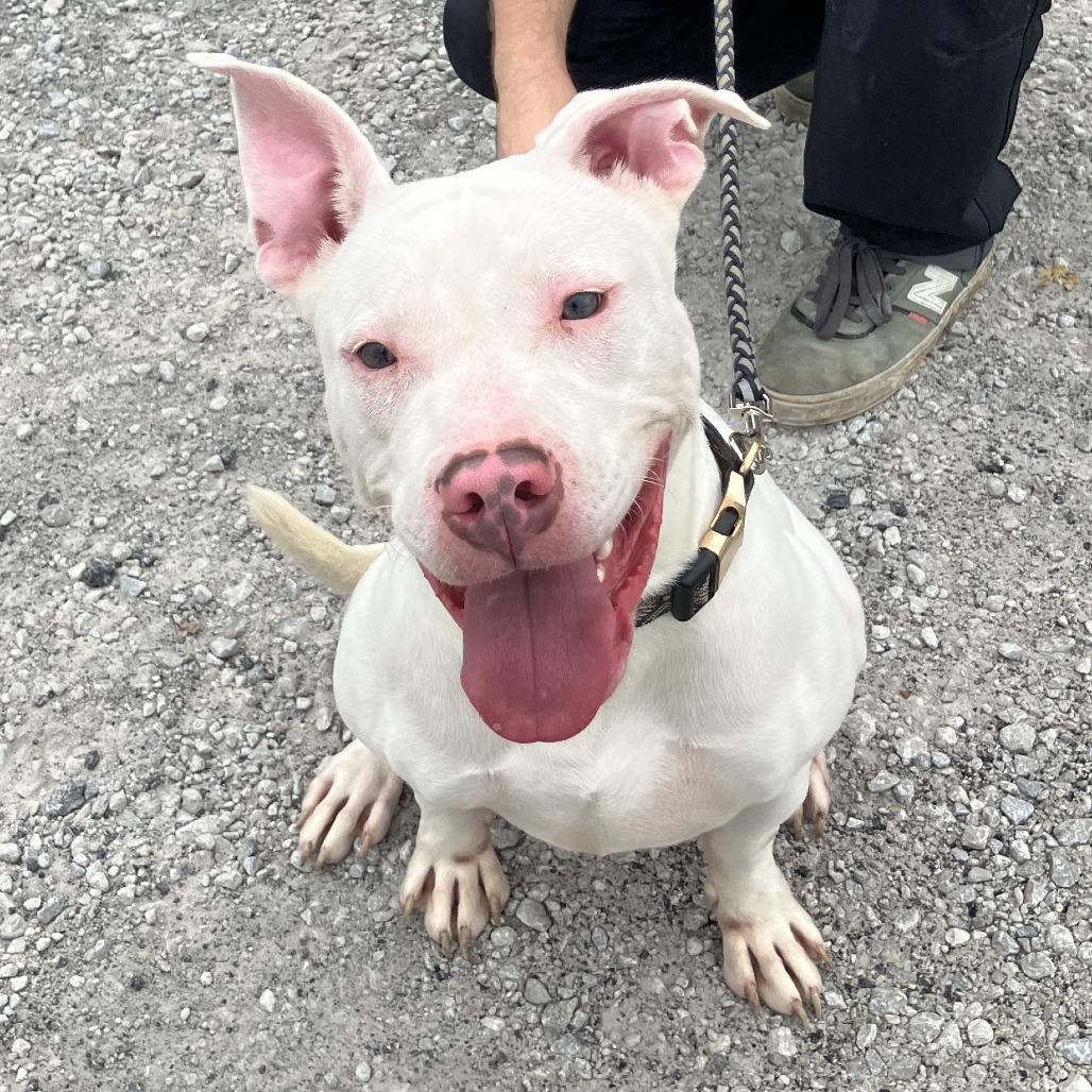 Enlarge Lucky, a Adoptable mixed breed in Sulphur, KY image 6/6