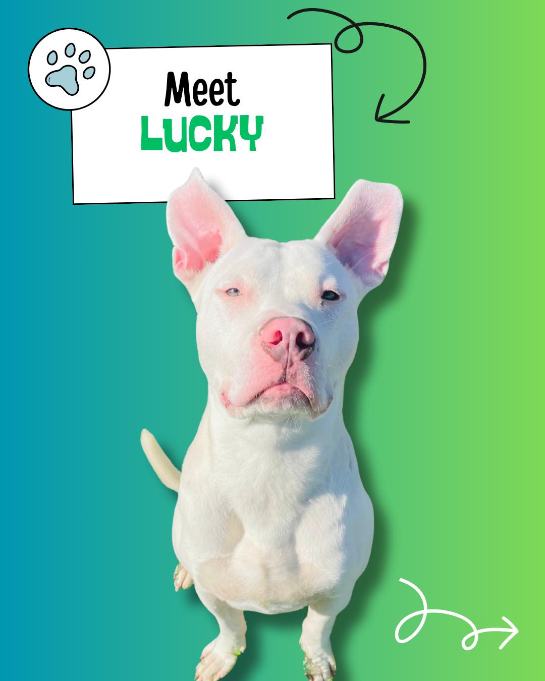 Enlarge Lucky, a Adoptable mixed breed in Sulphur, KY image 1/6