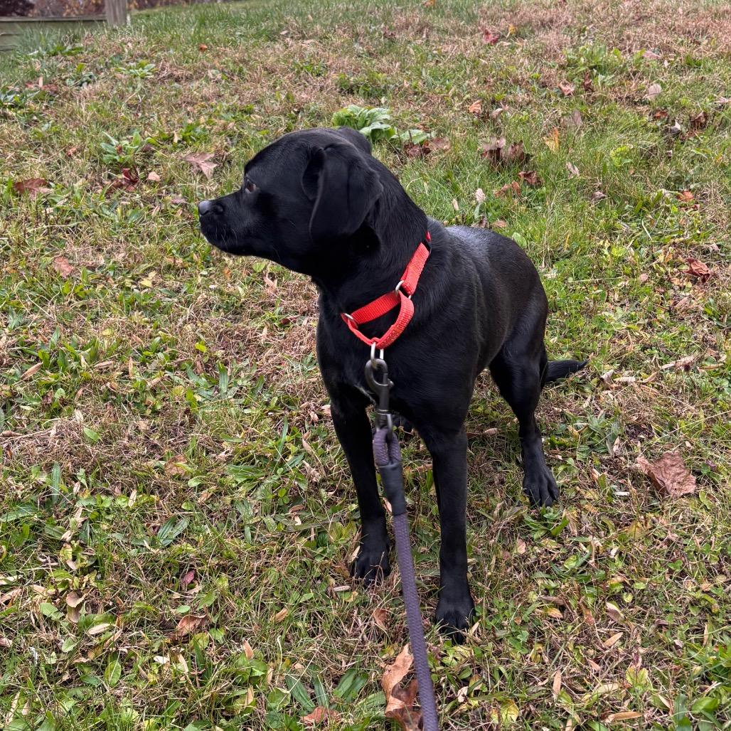 Mac & Cheese thumbnail 2