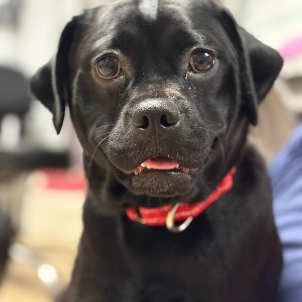 Mac & Cheese thumbnail 4