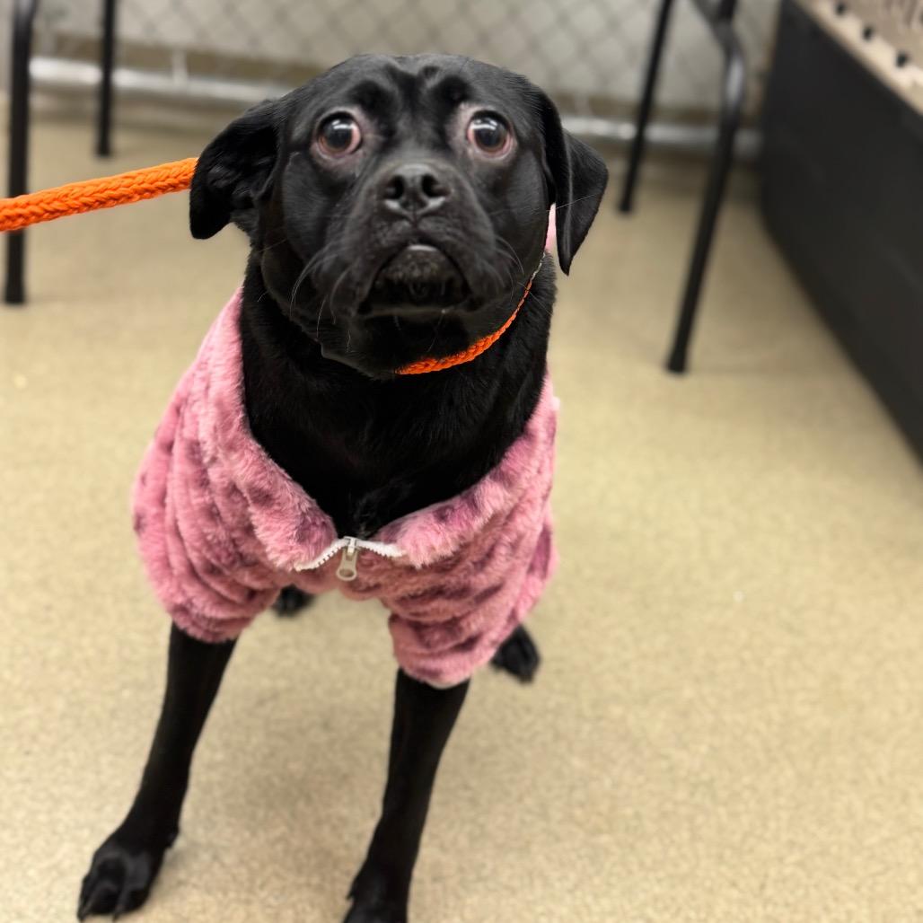 Mac & Cheese thumbnail 5