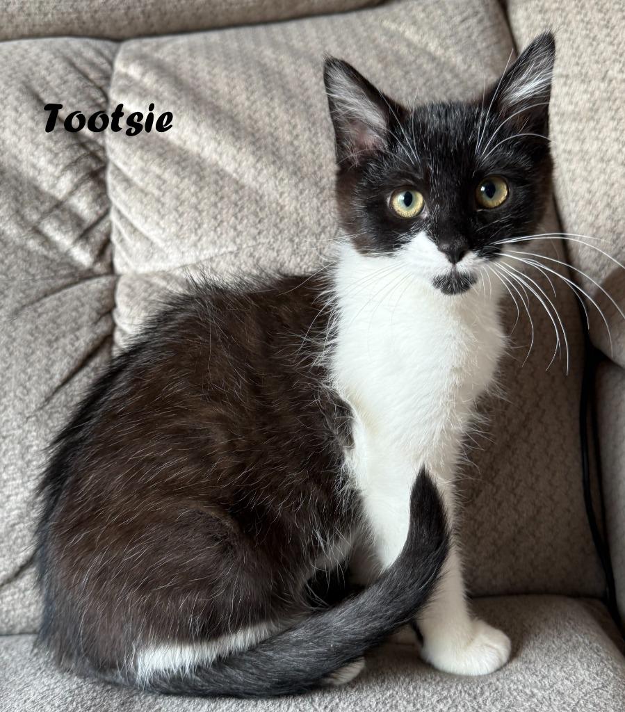 Tootsie, Adoptable, Kitten Female Domestic Short Hair.