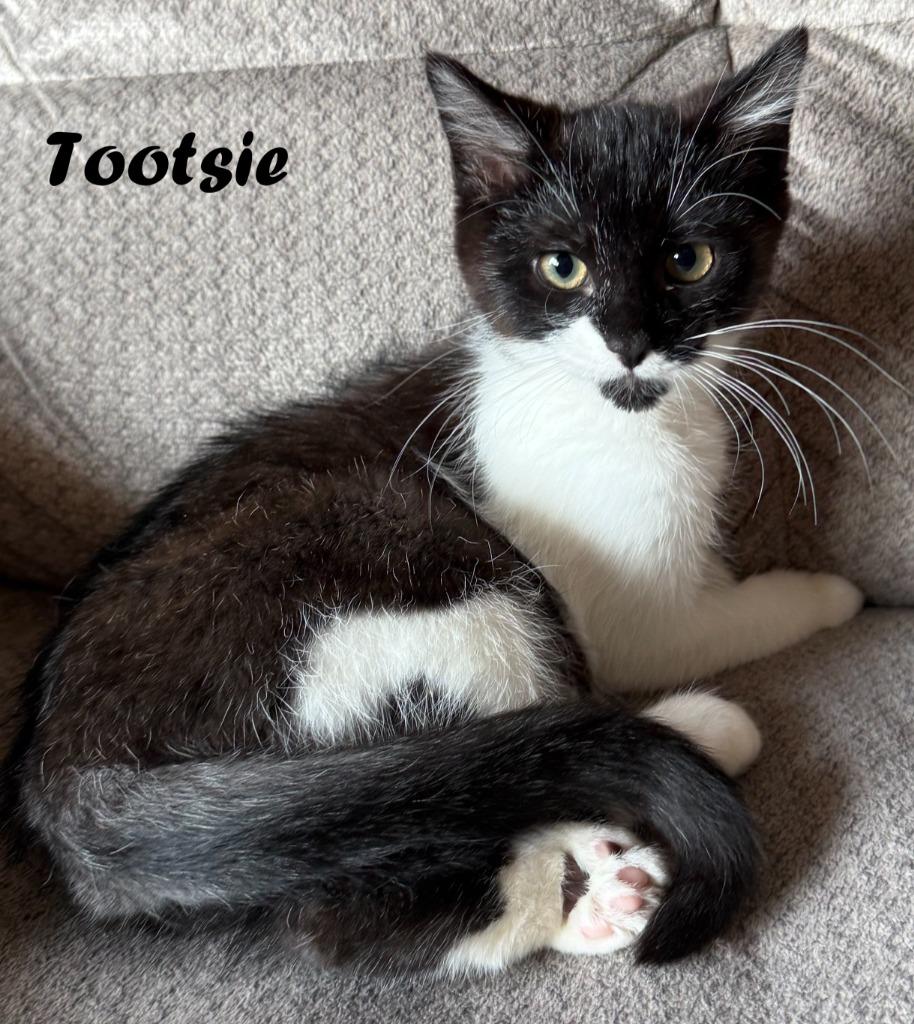 Tootsie, a Adoptable mixed breed in Owatonna, MN image 2/3