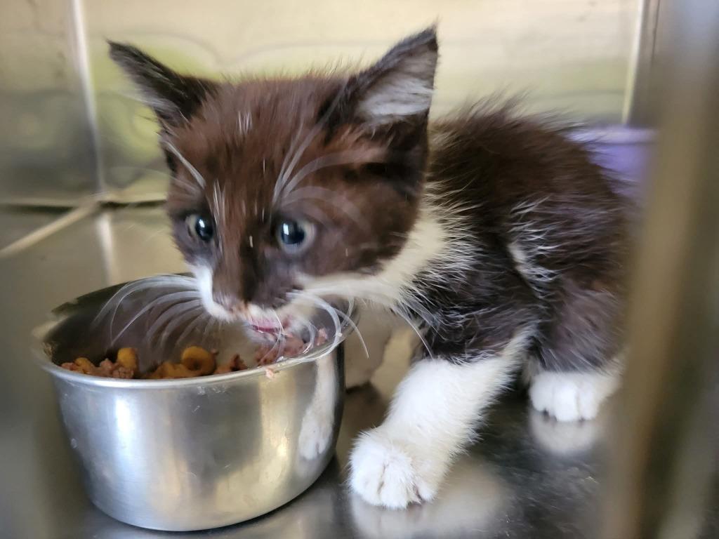 Enlarge Tootsie, a Adoptable mixed breed in Owatonna, MN image 3/3