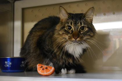 Enlarge Hope, a Adoptable mixed breed in Kansas City, MO image 1/2