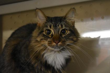 Enlarge Hope, a Adoptable mixed breed in Kansas City, MO image 2/2